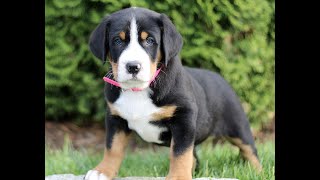 Greater Swiss Mountain Dog Puppies for Sale