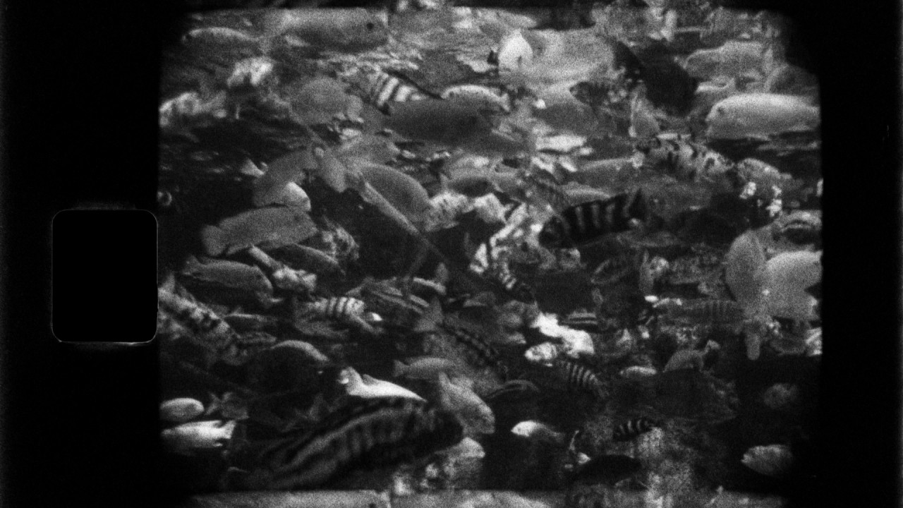 Frame Discreet - Super 8mm Tri-X cross processed as neg