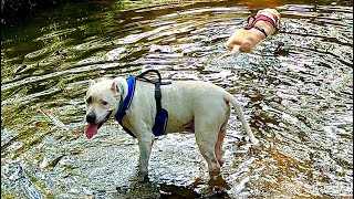 Dogs at their favorite park in Valdosta! 🐶🐶