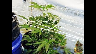 Animal Cookies SIP Grow Day 0