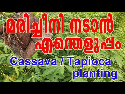 മരച്ചീനി നടാൻ എന്തെളുപ്പം ||| കപ്പ കൃഷി ||| Tapioca Planting III Cassava Planting