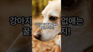 강아지 입 냄새 없애는 꿀습관 5가지!