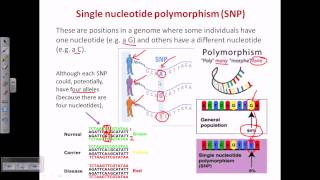 Single nucleotide polymorphism SNP screenshot 1