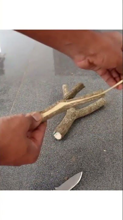 Tree is used for making slingshots. #shorts