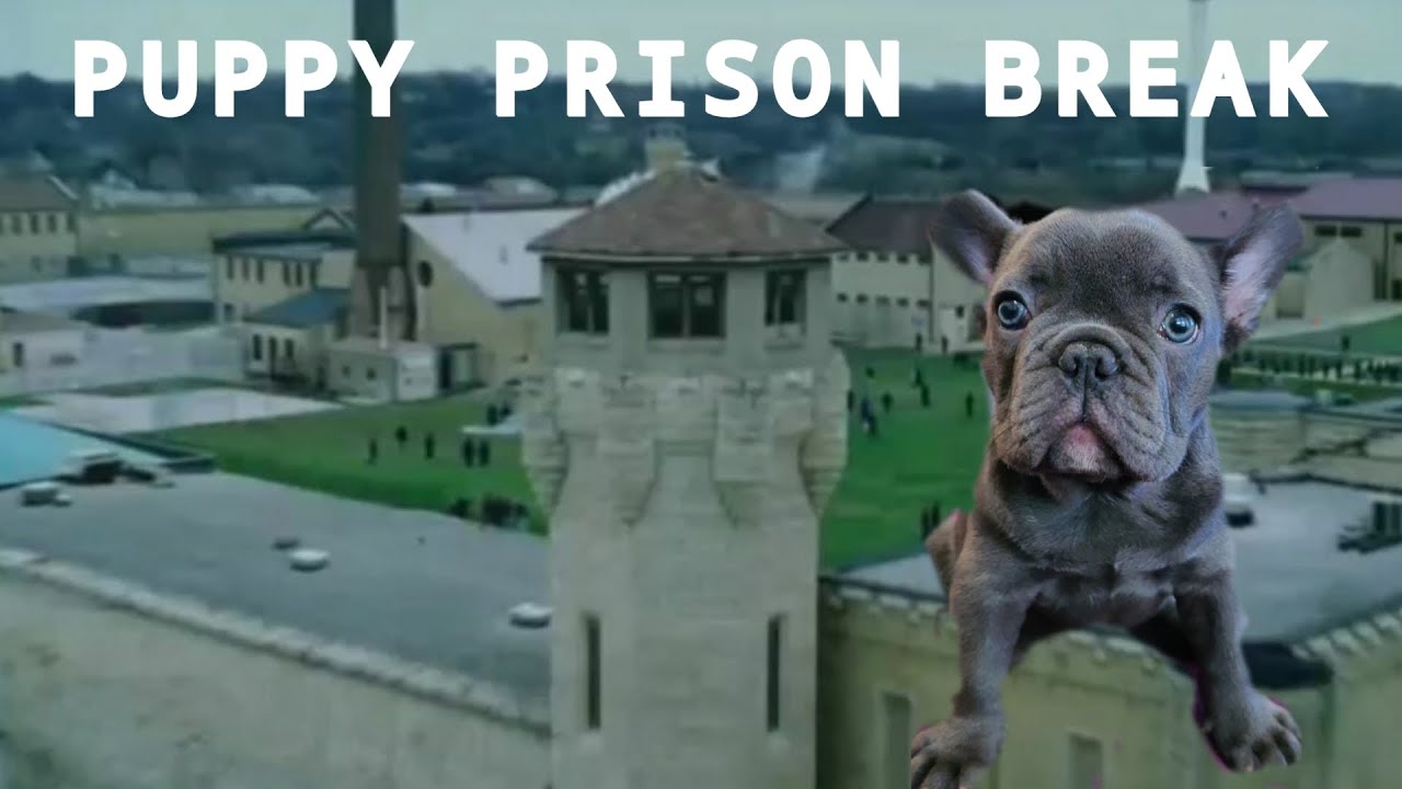 Frenchie Puppy Prison Break YouTube