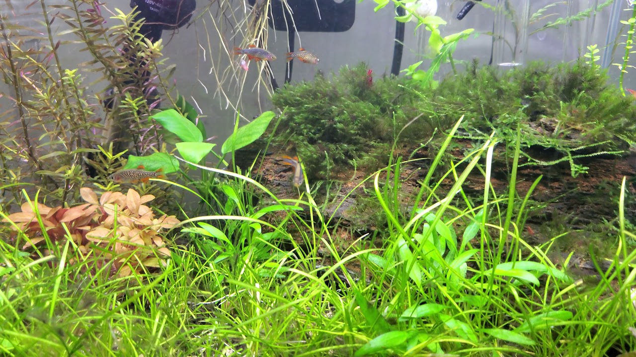 Betta and galaxy rasboras eating cherry shrimp