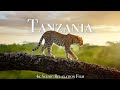 Tanzania  serengeti 4k  scenic wildlife film with african music