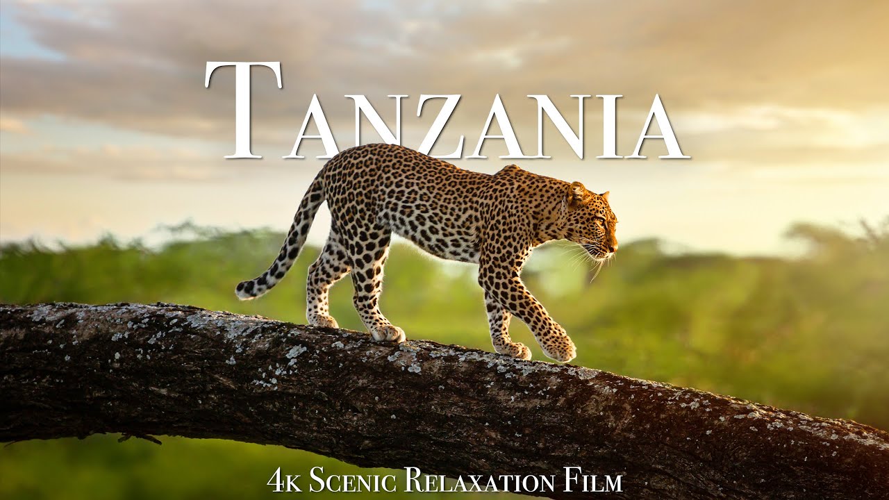 Tanzania  Serengeti 4K   Scenic Wildlife Film With African Music