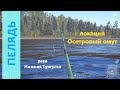 Русская рыбалка 4 - река Нижняя Тунгуска - Пелядь с другого берега