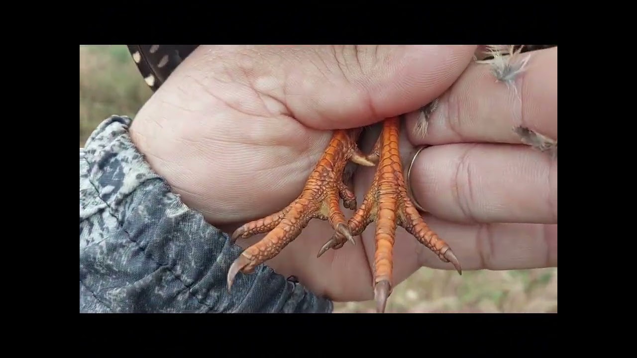 Víp . Lên hàng chim sẩy chân lùng màu đỏ cam . Mở tam sơn .🥰