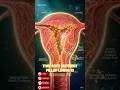 The Menstrual Cycle Explained in Ultra Realistic 3D Anatomy | From Ovulation to Period