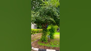 India Institute of Information Technology Vadodara . #iiitv campus short video.#iiitv #jeemains