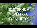 "Под окном черёмуха колышется" (музыка народная - стихи Борис Тимофеев) Исполняю я на два голоса