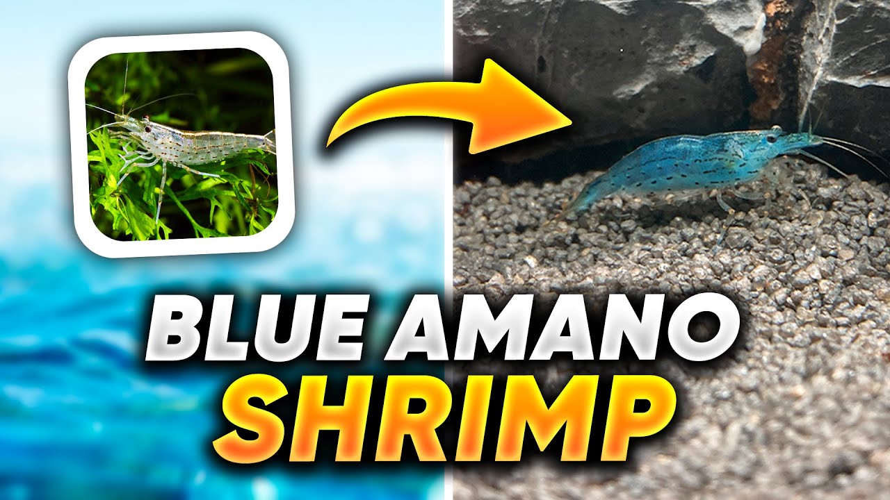 Когда мои креветки Амано посинели!