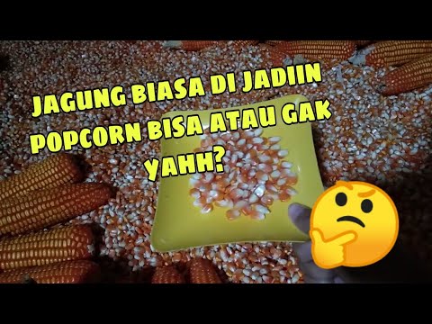 PERCOBAAN BIKIN POPCORN DARI JAGUNG BIASA | part 1