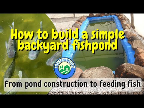 How to build a simple backyard fishpond: From pond construction to feeding fish