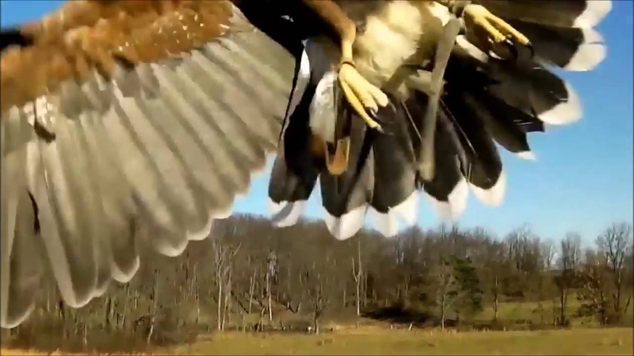 Rusty Johnson falconry Hawk Reel