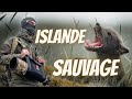 Islande sauvage, sur les traces du renard polaire.