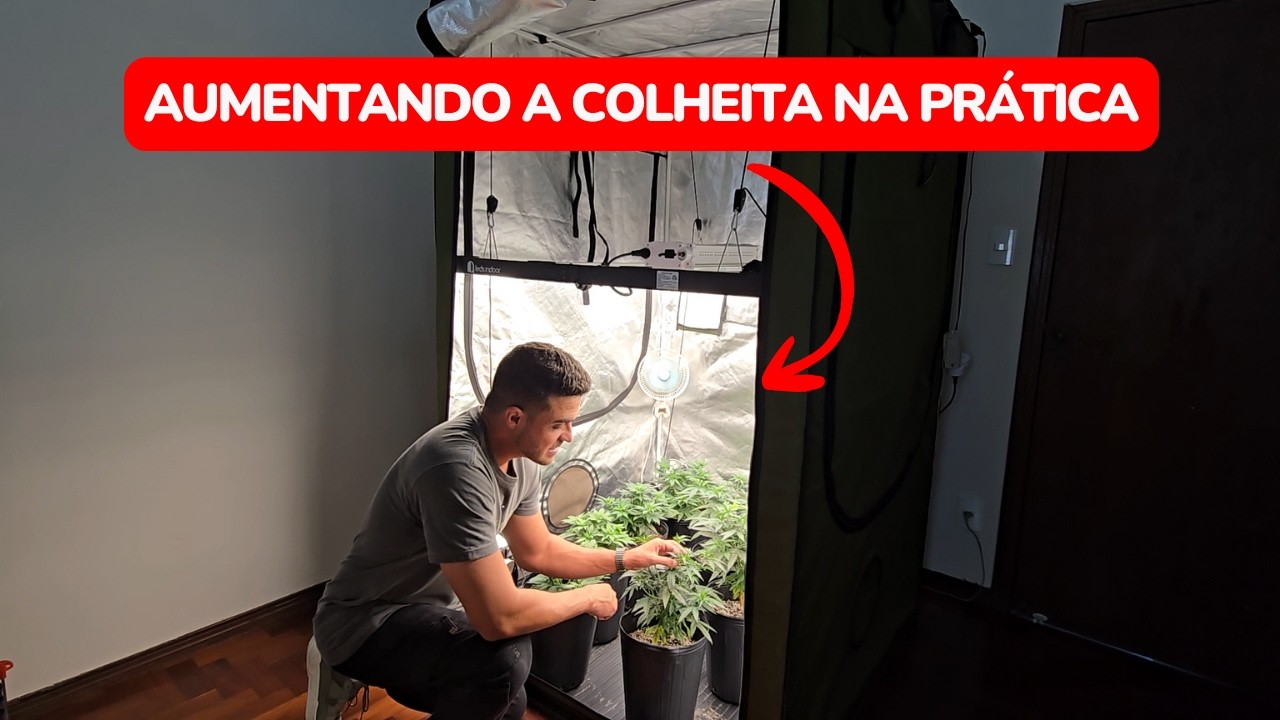 Fazendo técnicas para aumentar a colheita