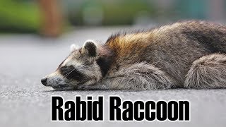 Rabid Raccoon Resimi