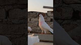 🔥🕊Punjabi🕊#kabootarloft05 #pigeonlaver 🕊#kabootar #loft801 #shortvideo