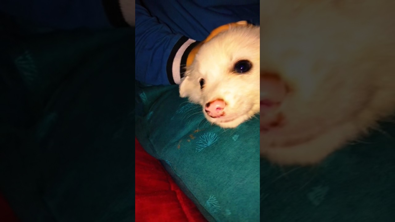 ||swag 😎 se krenge sbka swagat||