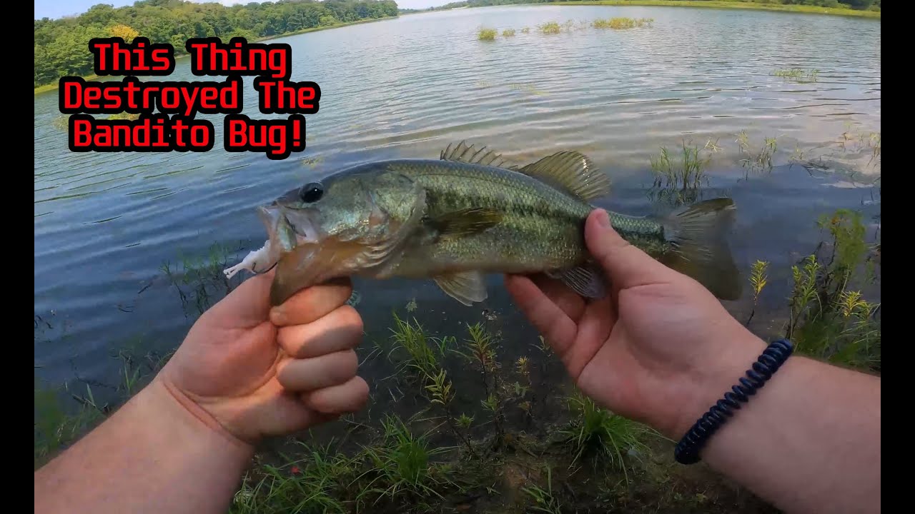 These fish destroyed the bandito bug! YouTube