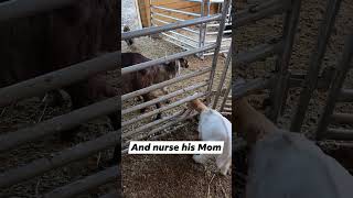 Opie And Hannah Are Baby Goats Best Friends. Volume Up If You Want To Know Why.