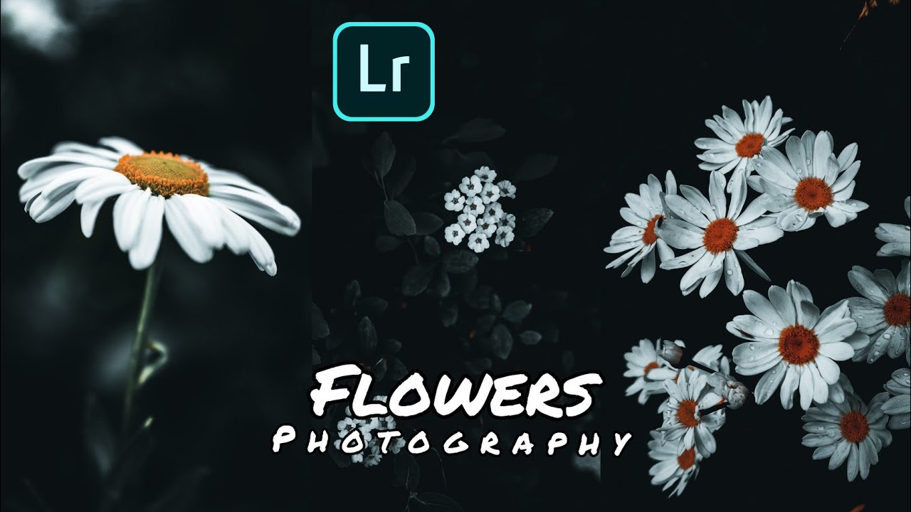 Lightroom photo editing tutorial preset download free Flowers