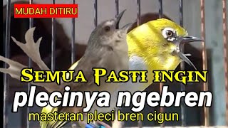 masteran pleci ini bikin pleci mu laku mahal | masteran pleci ngebren ciblek gunung | pleci g12