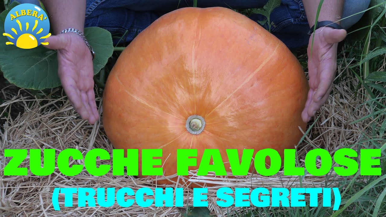 ZUCCHE FAVOLOSE, TUTORIAL TRUCCHI E SEGRETI (CUCURBITA MAXIMA, MOSCHATA E LAGENARIA)