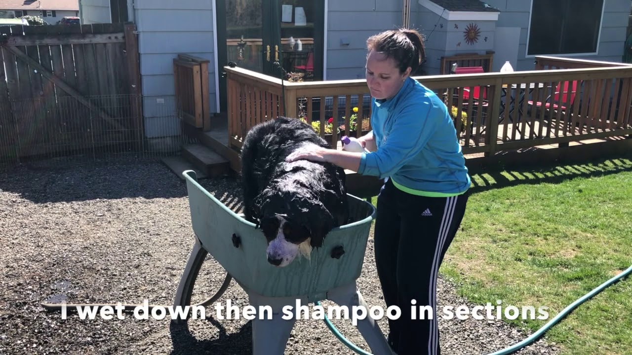 How to bathe your Bernese Mountain Dog! An easy way to wash your dog in