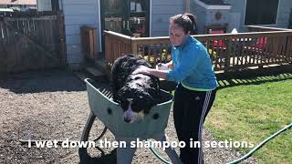 How to bathe your Bernese Mountain Dog! An easy way to wash your dog in 15 minutes!