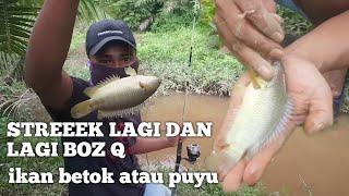 Download Lagu memancing ikan puyu atau ikan betok bisa di bilang juga ikan betik di rawa pinggir bukit MP3