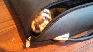 Spike the ferret playing in a suitcase... by channel4ferrets 1,067 views 11 years ago 58 seconds