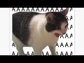 preview 1280 aaaaaa girl test Sony Vegas