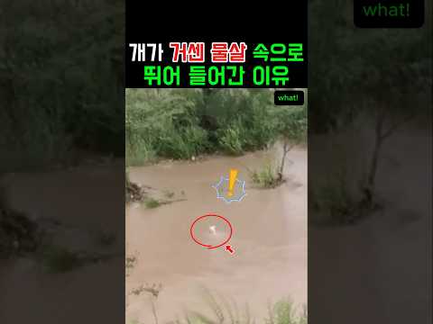 개가 거센 물살 속으로 뛰어 들어간 이유 #동물 #강아지 #감동 #반전 thumbnail