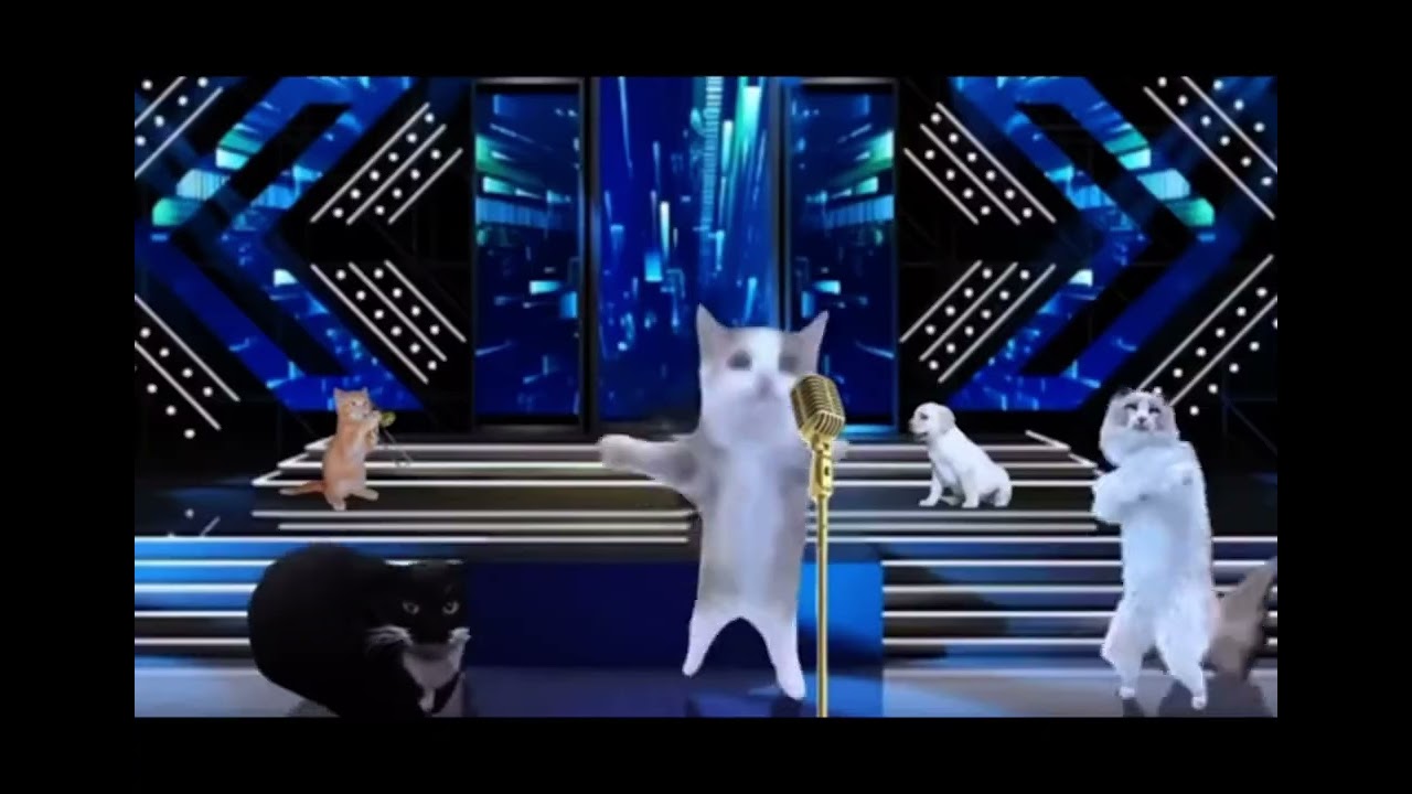 Disco, happy happy cats