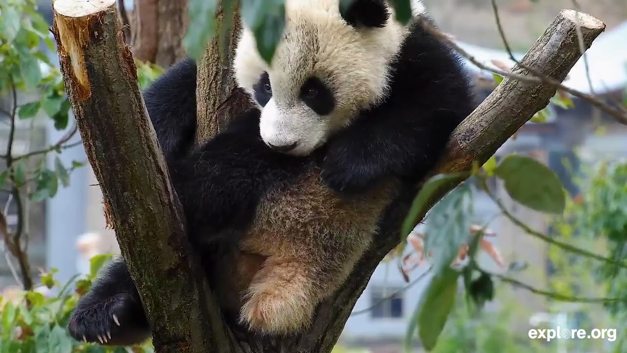 Panda-monium! | Panda Bloopers