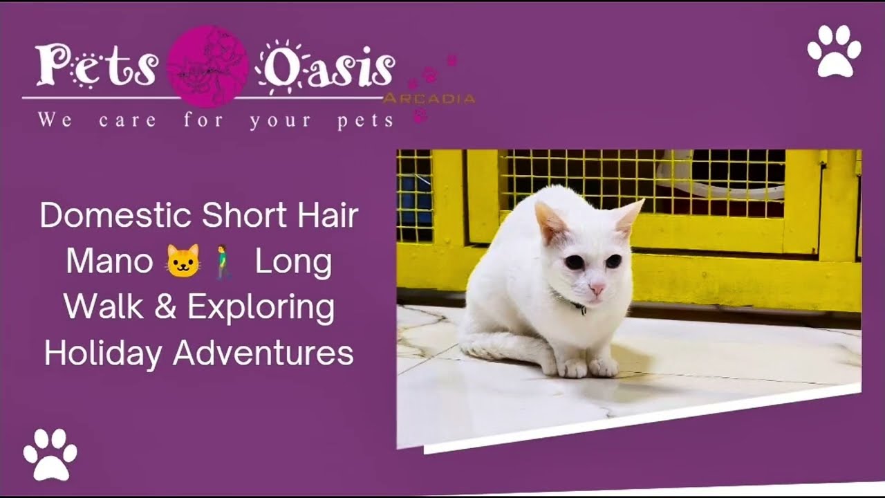 Domestic Short Hair Mano Long Walk & Exploring | Holiday Adventures