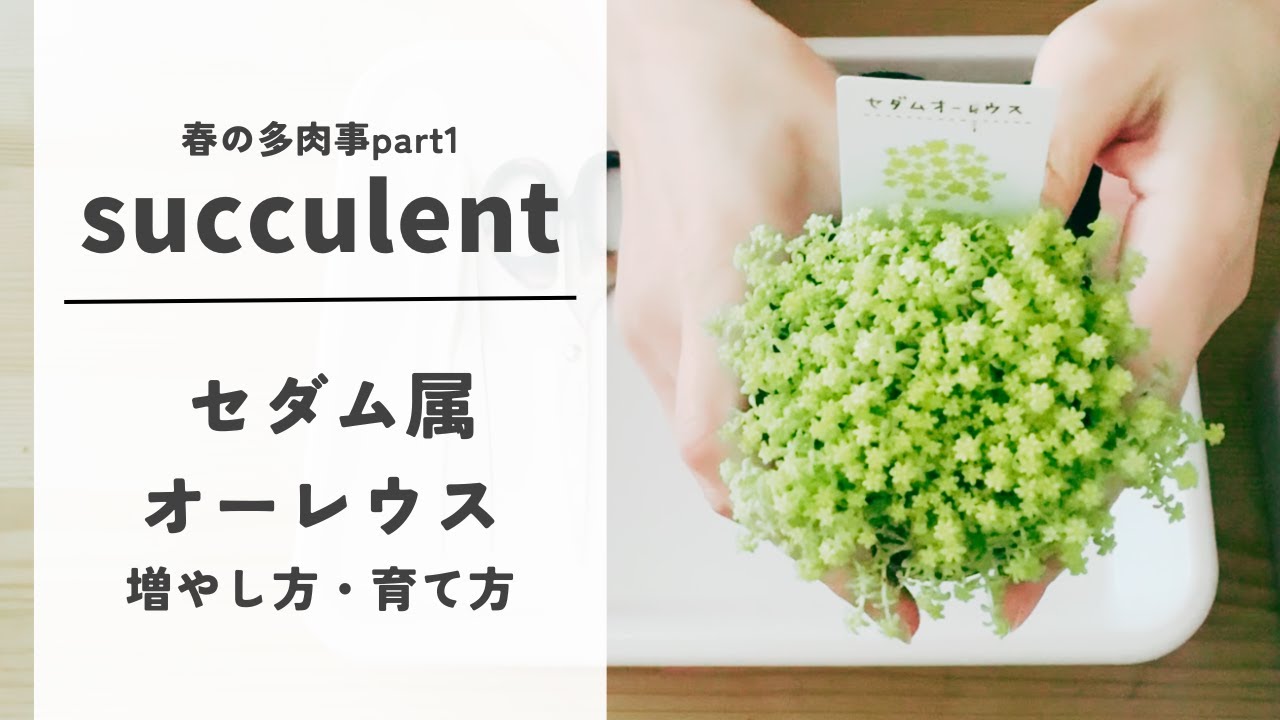 春の多肉事part1　セダム属オーレウス　増やし方・育て方～春です！増やしていきましょう！～徒長した苗でも増やせますよ！