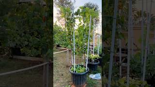 Dijual tambulampot anggur everest wa 081233017735