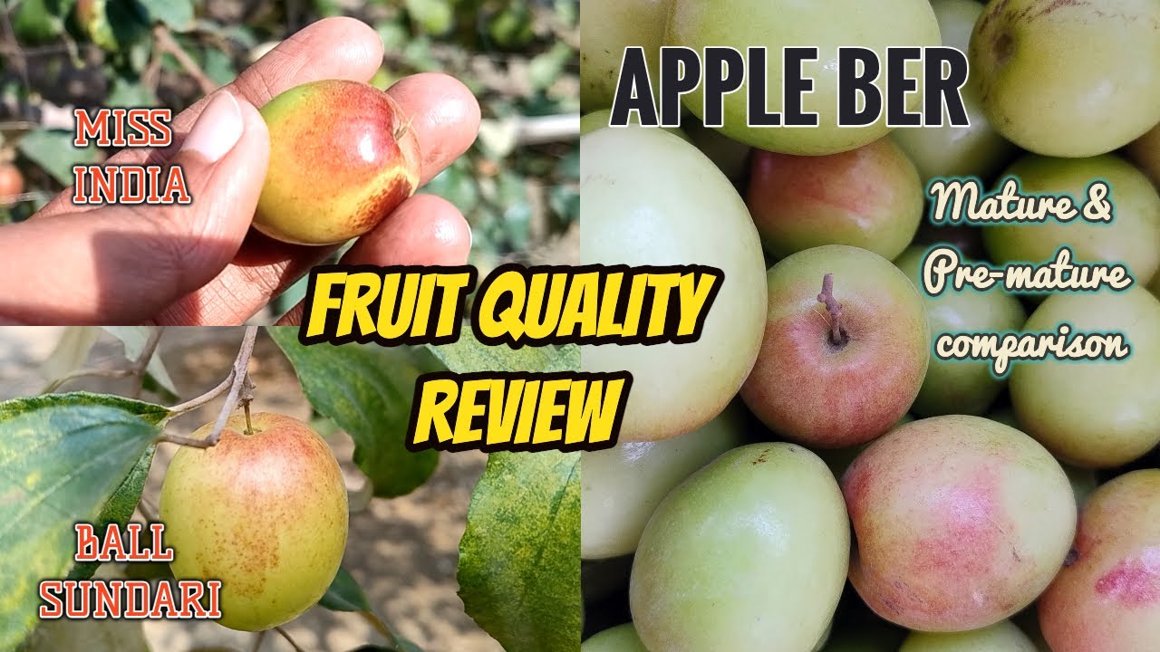 Miss India | Bol Sundori | কুল | Review | apple ber farming #fruit #gardening #appleber