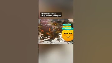 Trị ký sinh trùng rận nước trùng mỏ neo cho cá koi #hocakoi #koi #shorts #short