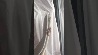 Alguien Sabe Qué Insecto Es?