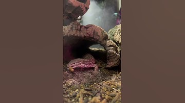 Monitor Lizard - Taming an Ackie Part 2  #shorts # shortvideos