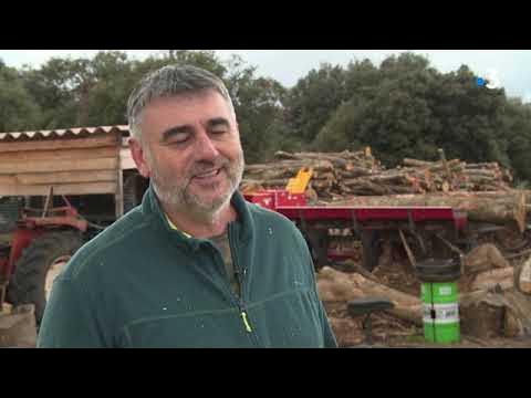 La forte demande des Français en bois de chauffage ! - HIT WEST