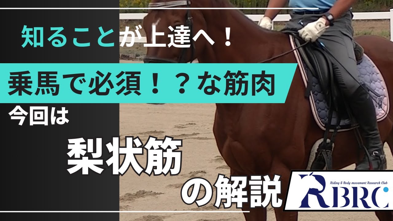 【乗馬・馬術】梨状筋・乗馬で知っておきたい筋肉【北神戸乗馬クラブ】