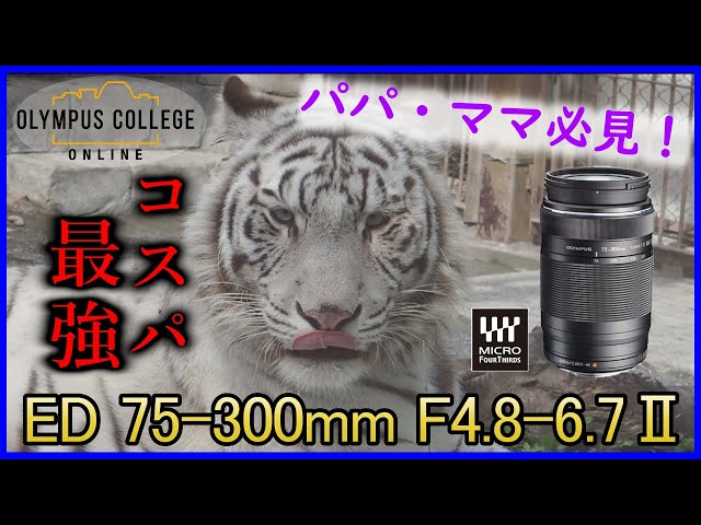 パパママ必見！コスパ最強望遠レンズ！ED 75-300mm F4.8-6.7 Ⅱ