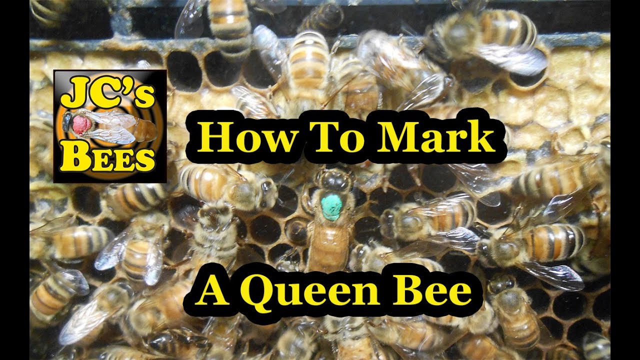 How To Mark A Queen Bee Youtube